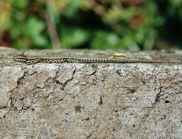 Lizard — Stock Photo, Image