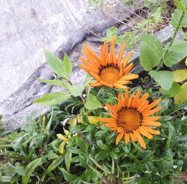 Virág a gerbera — Stock Fotó