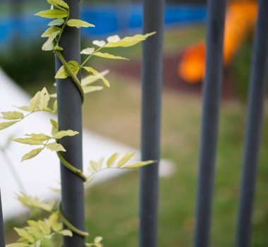 Kara kapının üzerinde salkım bitkisi 