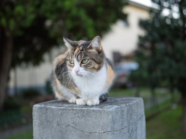 Bahçedeki bir kedinin ayrıntıları