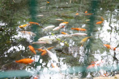 Bahçesinde bir sürü sazan balığı olan bir balık havuzu..