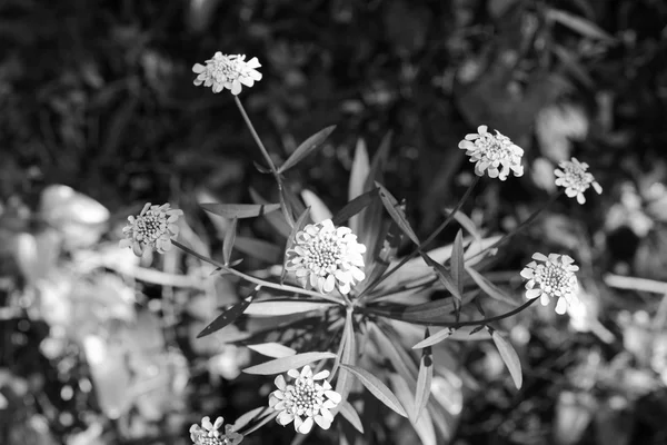 Flor de dipsacaceae — Foto de Stock