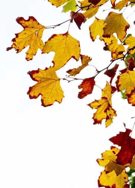 Folhagem de outono no fundo branco — Fotografia de Stock