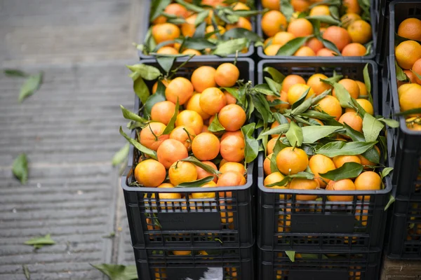 Plenet orange на рынке — стоковое фото