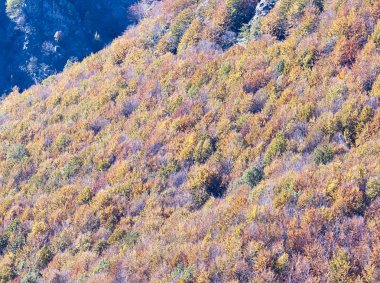 bir dağ sonbahar yaprakları