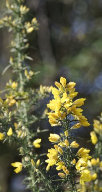 Kalikotome spinosa, dikenli süpürge veya dikenli süpürge.