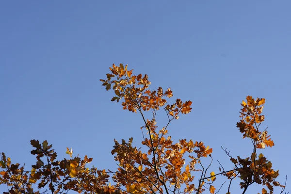 Folhagem de outono em um prado — Fotografia de Stock