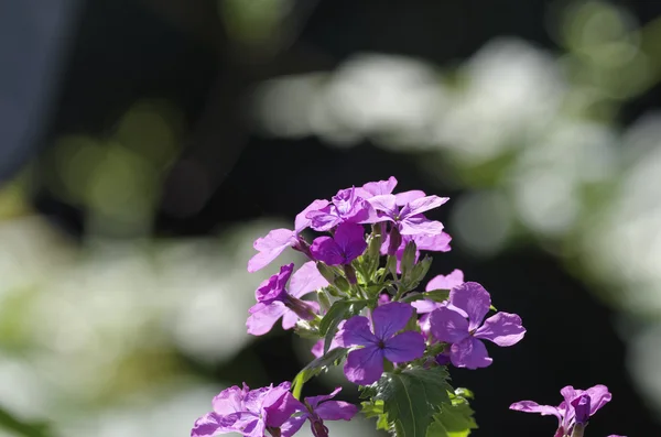 Lunaria barátait virág — Stock Fotó