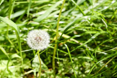 Karahindiba çiçeği