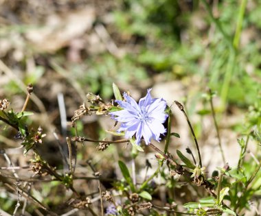 La spezia 'da bir çayırda ağustosböceği çiçeği