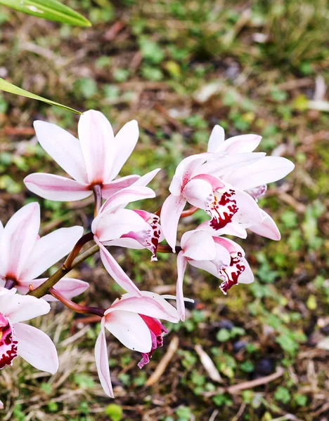 Květy orchidejí — Stock fotografie