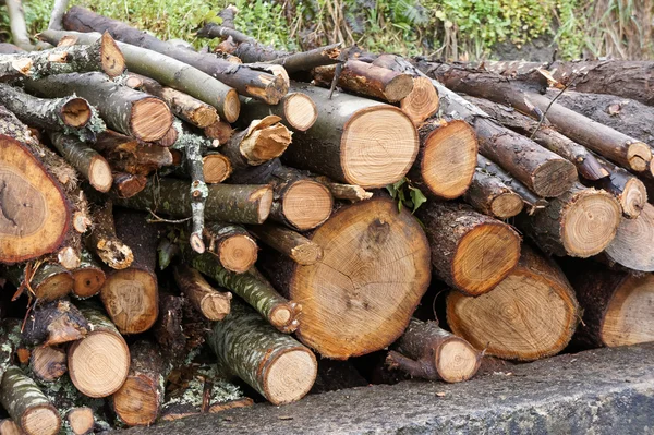 Spezia Bir Çayırda Odun Kestim — Stok fotoğraf