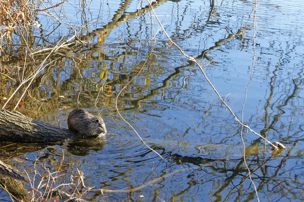 Myocastor coypus in een weiland — Stockfoto