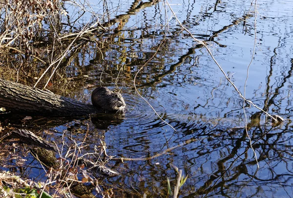 Myocastor coypus — Stok Foto