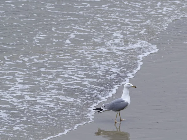 Detalhe Gaivota Mar Uma Praia Italia — Fotografia de Stock