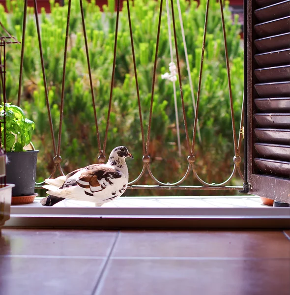 Détail Une Colombe Tortue Dans Maison — Photo