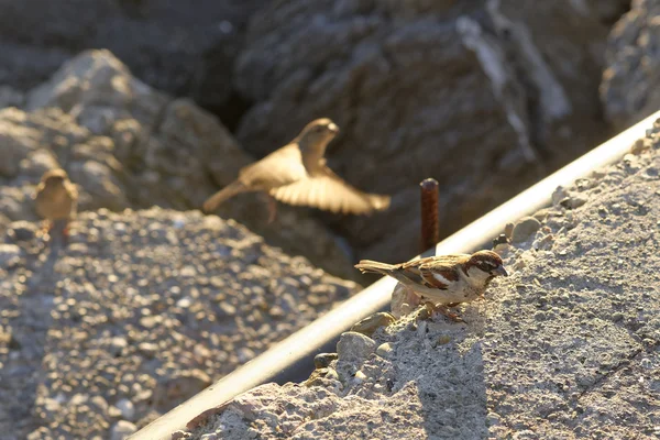 Haussperling auf einem Felsen — Stockfoto