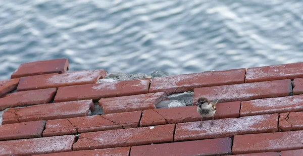 Haussperling auf einem Felsen — Stockfoto