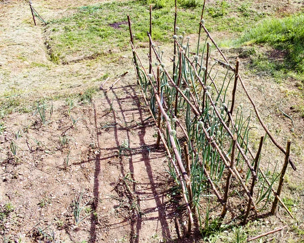 양파의 식물 — 스톡 사진