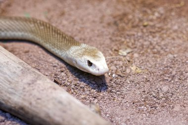 taipan snake in captivity clipart