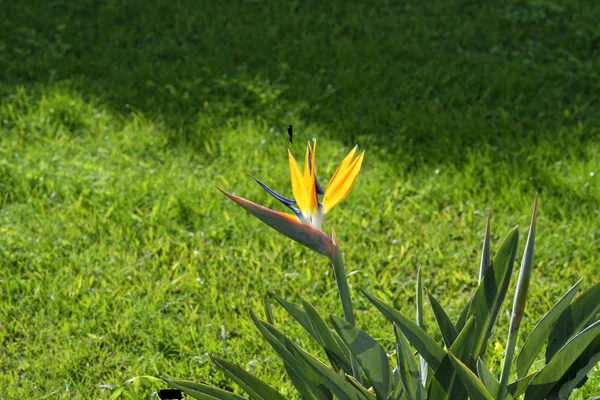 Strelitzia Blume in einem Garten — Stockfoto