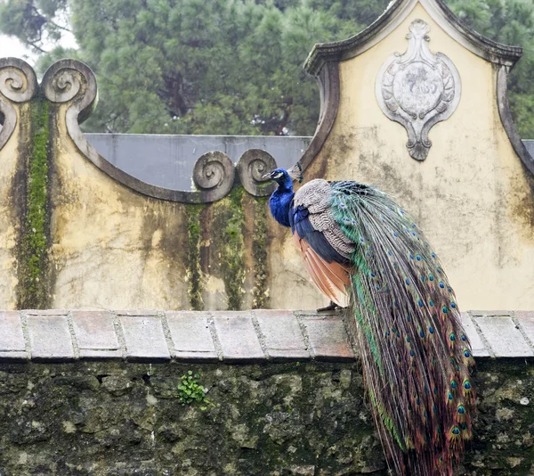 Detalhe de pavão no jardim do castelo de são jorge em lisboa — Fotografia de Stock
