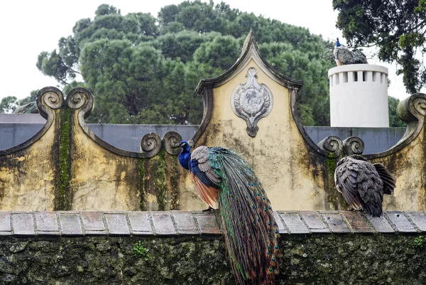 Detalle de pavo real en el jardín de sao jorge castillo en lisbon —  Fotos de Stock
