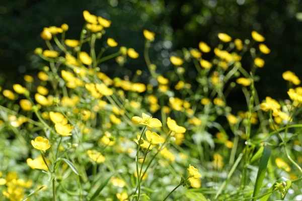 풀밭에 노란색 미나리 — 스톡 사진