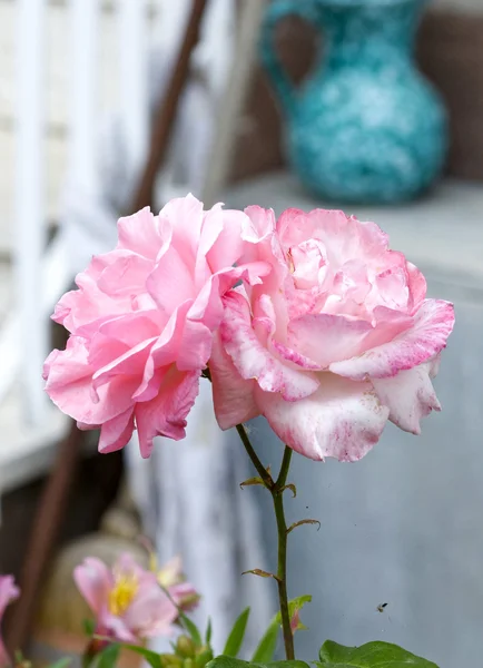 Rosa Rose in einem Garten — Stockfoto