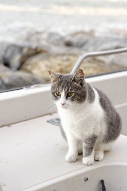 Şirin kedi İtalyan Harbor eski bir gemide yalan