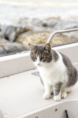 Şirin kedi İtalyan Harbor eski bir gemide yalan