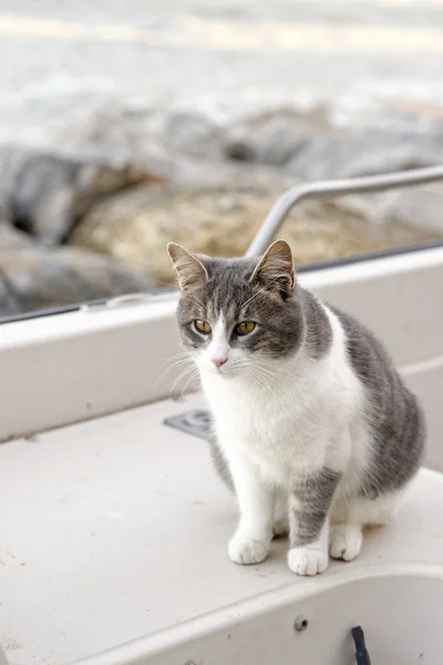 Lindo gato acostado en un viejo barco en el puerto italiano — Foto de Stock