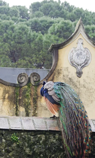 Detalhe de pavão no jardim do castelo de são jorge em lisboa — Fotografia de Stock