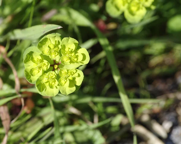 Fiori di eufhorbia — Foto Stock