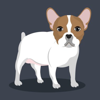Bulldog ırkı tasarım