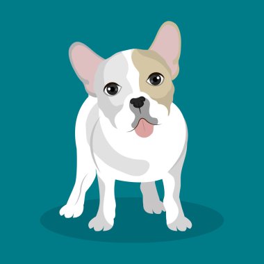 Bulldog ırkı tasarım
