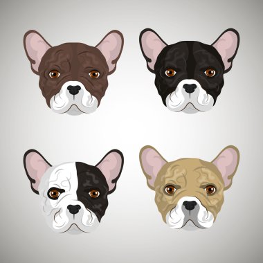 Bulldog ırkı tasarım