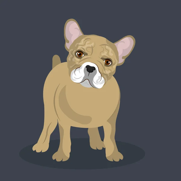 Bouledogue conception de race — Image vectorielle