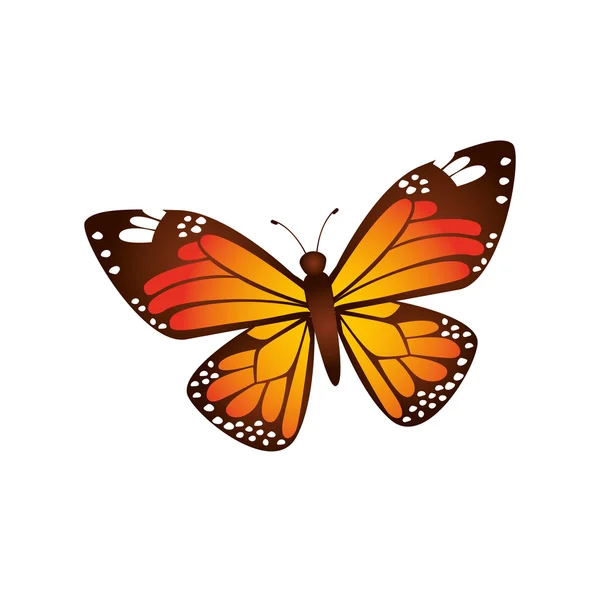 分離された蝶のデザイン — ストックベクタ