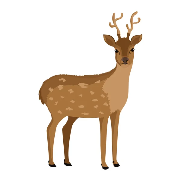 Brown deer front view — Stock Vector