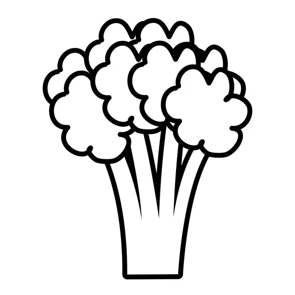 Broccole blanche, graphique vectoriel — Image vectorielle