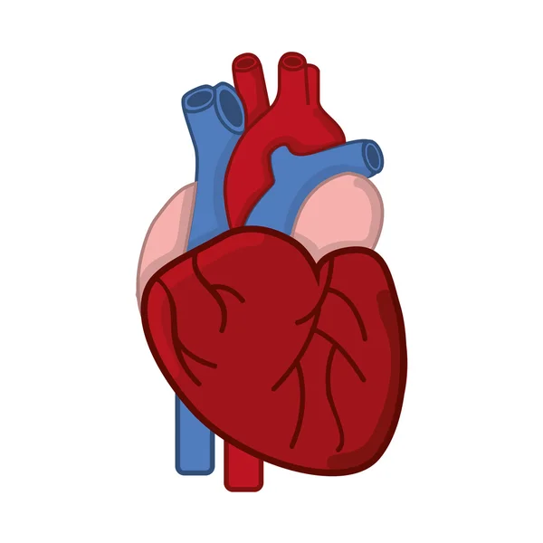 Gezond hartsymbool geïsoleerd pictogram ontwerp — Stockvector