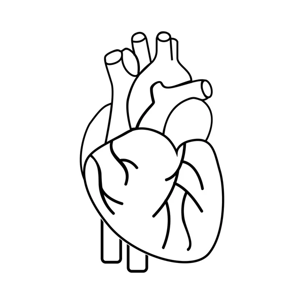 Design de ícone de símbolo de coração saudável isolado — Vetor de Stock