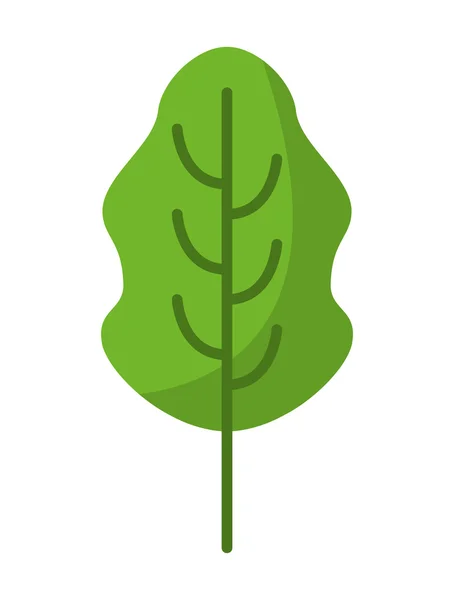 Blad verse plantaardige geïsoleerde pictogram ontwerp — Stockvector