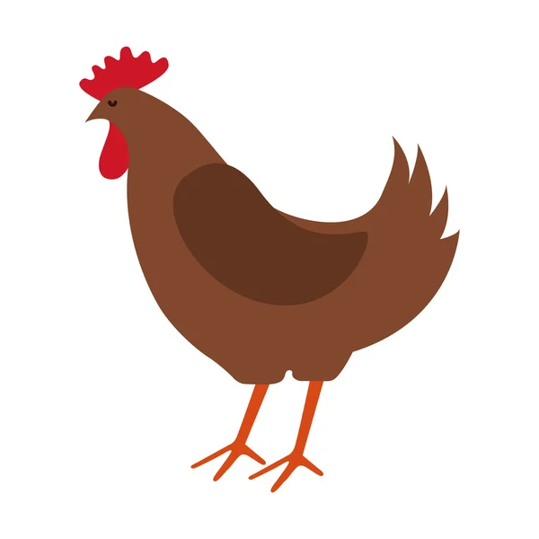 Granja de pollo aislado icono de diseño — Vector de stock