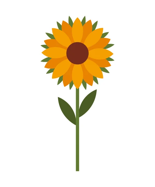 Schöne Sonnenblume isoliert Symbol-Design — Stockvektor