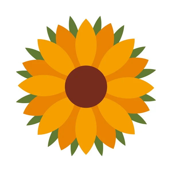 Schöne Sonnenblume isoliert Symbol-Design — Stockvektor