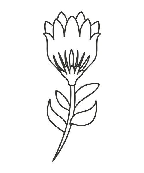 Beautiful flower garden isolated icon design — Stock Vector