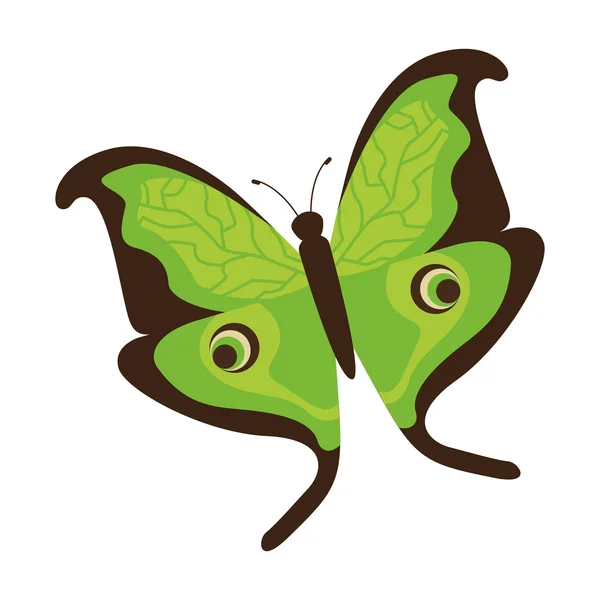 Hermosa y colorida mariposa aislado icono de diseño — Vector de stock