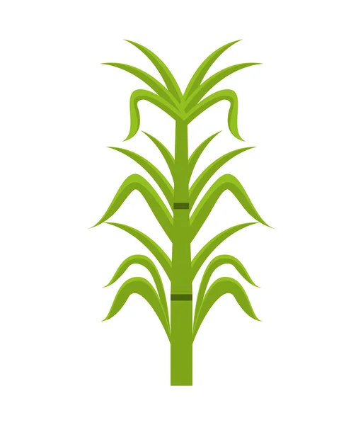 Suikerriet geïsoleerd pictogram ontwerp — Stockvector